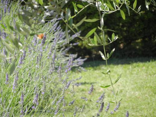 Lavanda